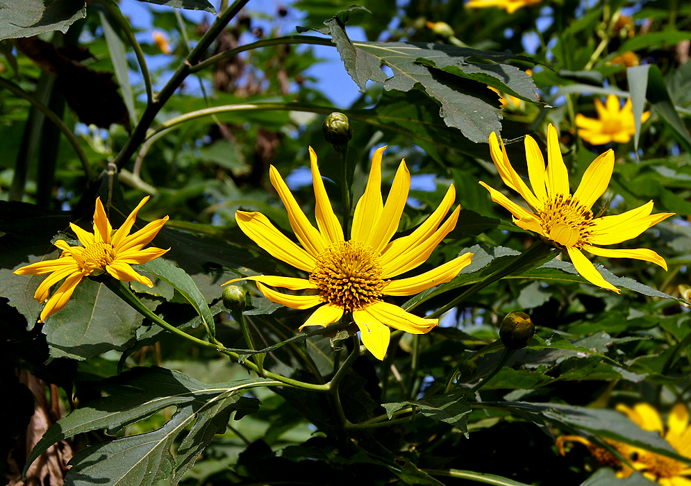 Three yellow Tithonia diversifolia flowers basking in sunlight