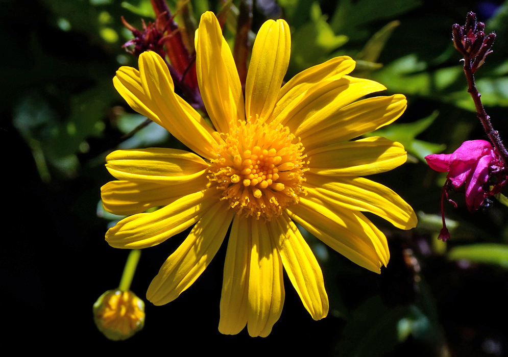 A yellow Tithonia diversifolia flower in full bloom with radiating petals and a domed central disk