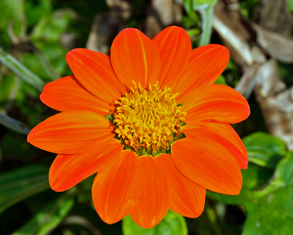 A vibrant orange Tithonia rotundifolia flower with rounded petals radiating from a dense, golden-yellow center