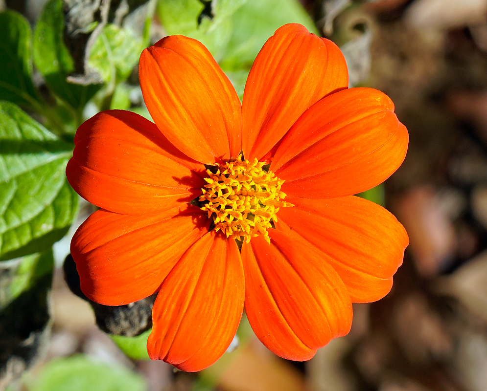 A vibrant orange Tithonia rotundifolia flower with a dense yellow center, displaying symmetrical petals in full bloom