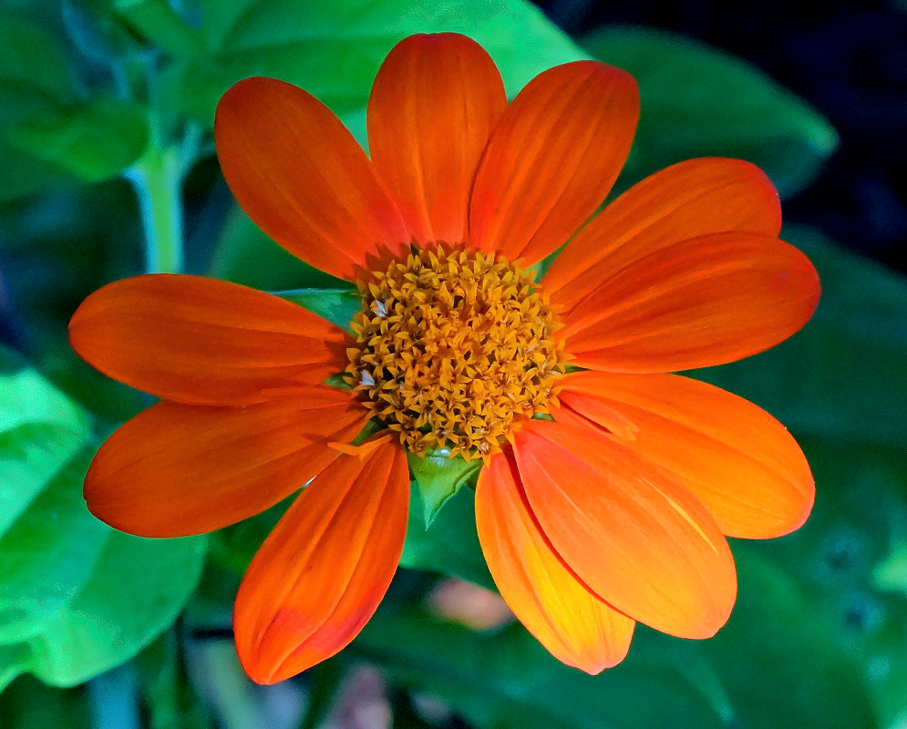 A vibrant orange Tithonia rotundifolia flower with long, smooth petals and a dense, golden-yellow center against a background of green foliage.