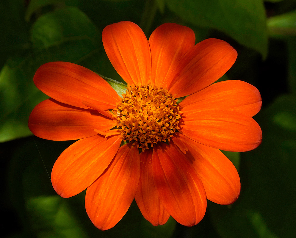 A radiant orange Tithonia rotundifolia flower with broad petals surrounding a densely packed golden-yellow center, set against a background of deep green leaves.