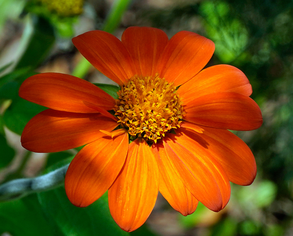 A bright orange Tithonia rotundifolia flower in dabbled sun with a golden-yellow center, showcasing broad, overlapping petals.