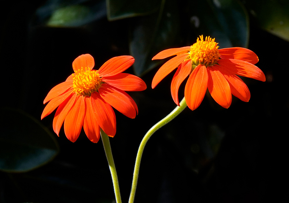 Tithonia rotundifolia Two Flowers Two vivid orange Tithonia rotundifolia flowers in bloom, each with long curved petals and golden centers, emerging from slender green stems