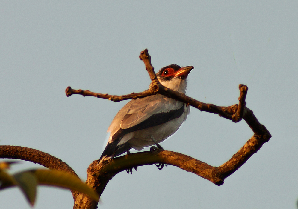 Scarlet-Masked Tityra on the top of a tree branch
