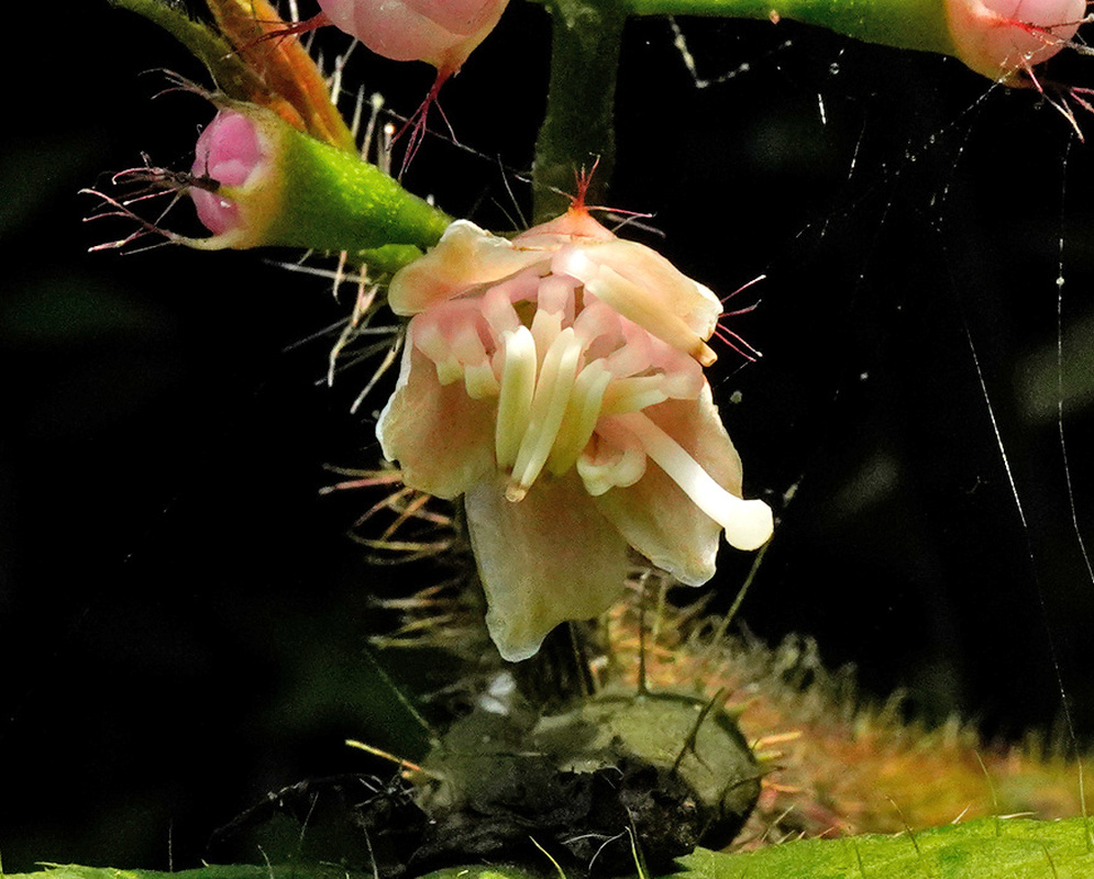 Miconia tococa hanging pale flower with projecting stamens and a pink-green hairy calyx