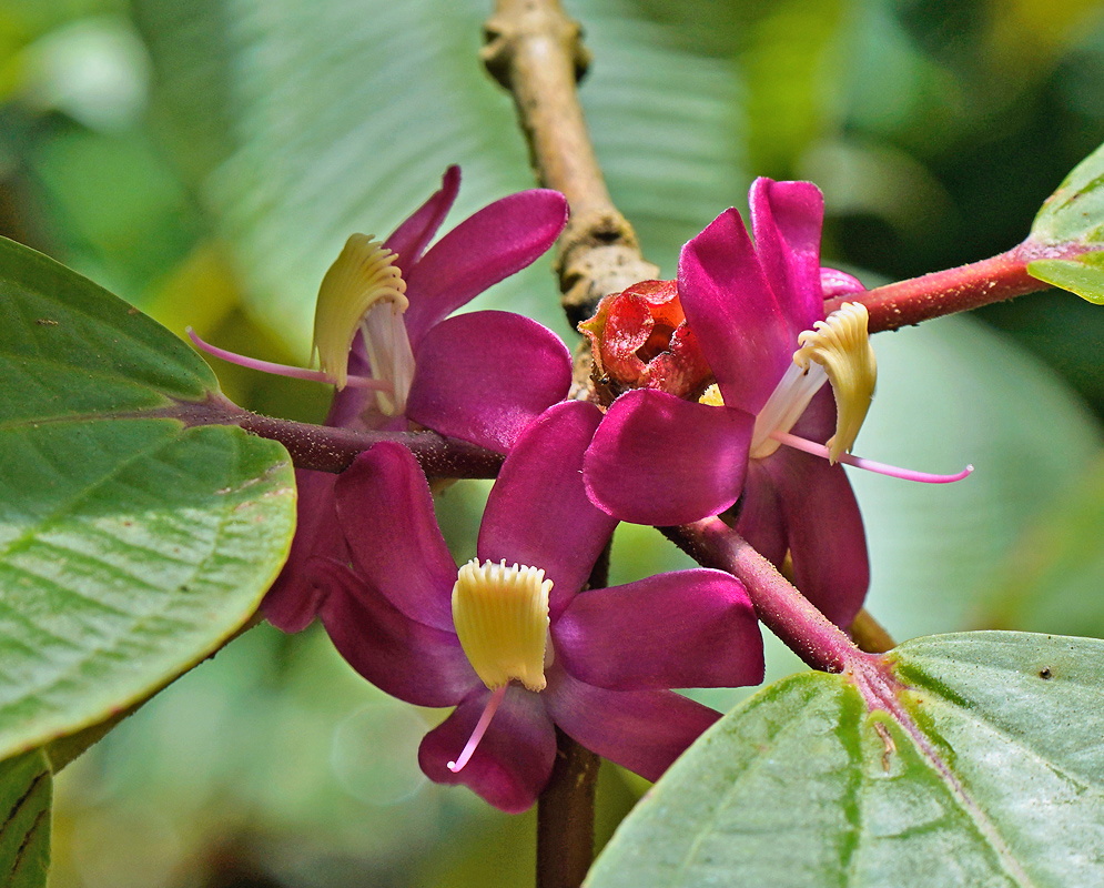 Blakea parasitica deep magenta flower with thick petals and contrasting pale curved anthers