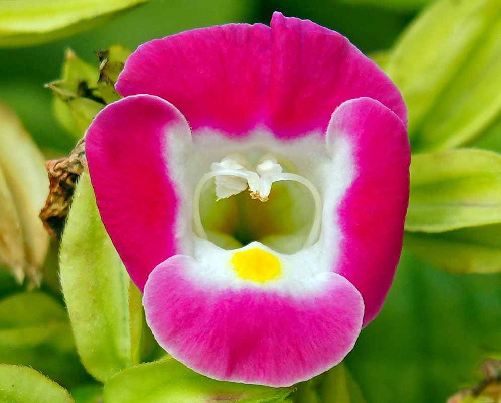 Pink Torenia fournieri flower with a white center and a yellow marking