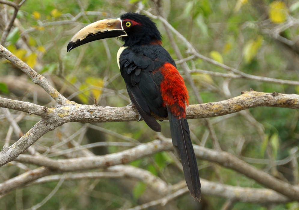 Pteroglossus torquatus  red and black back