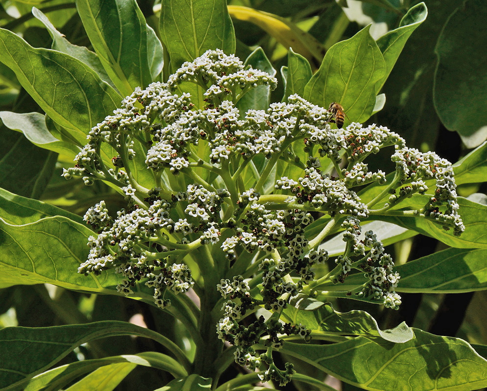 Heliotropium arboreum dense branched clusters of tiny white flowers among broad gray-green leaves