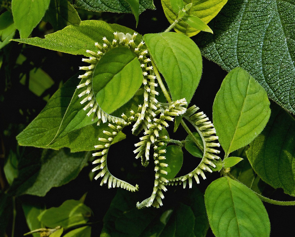 Heliotropium fuliginosum paired curved flower clusters lined with small pale buds and blossoms