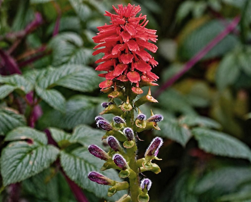 An upright Tourrettia lappacea flower spike has red sterile flowers above purple-and-green tubular flowers with pale hairs