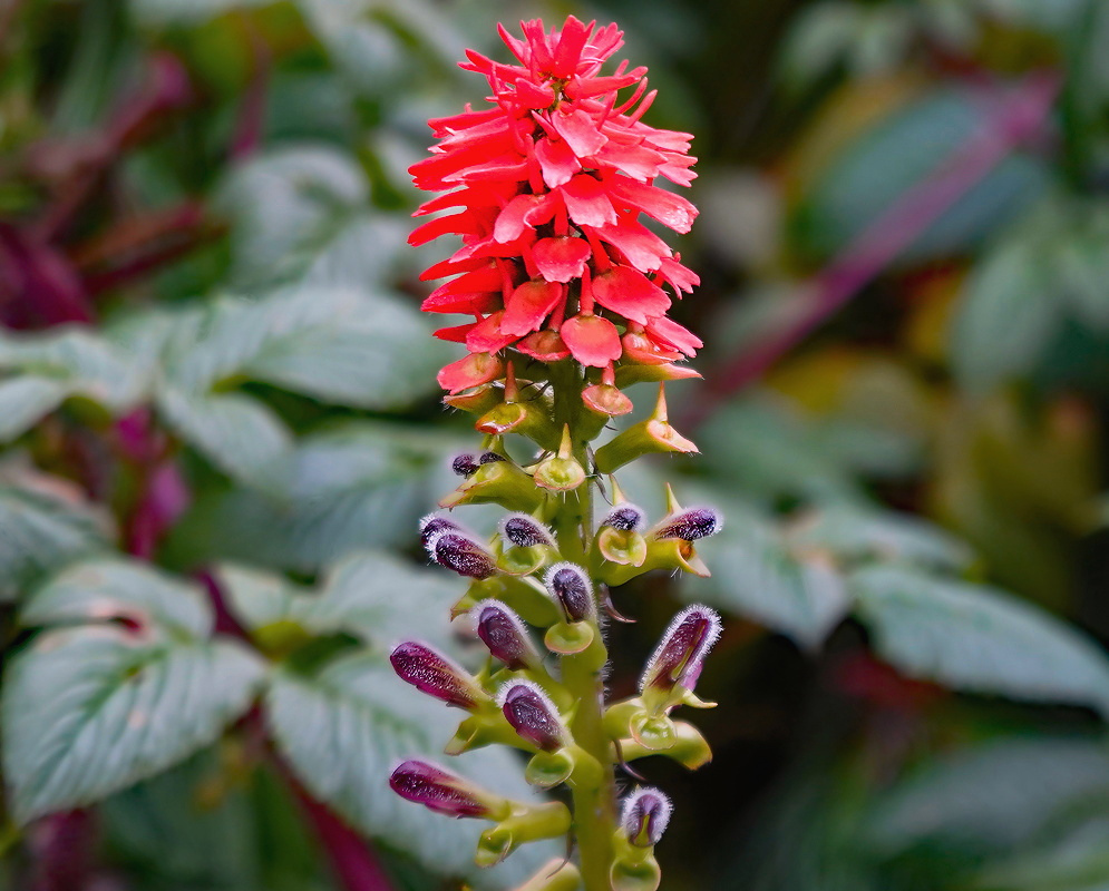 Tourrettia lappacea inflorescene with red flowers