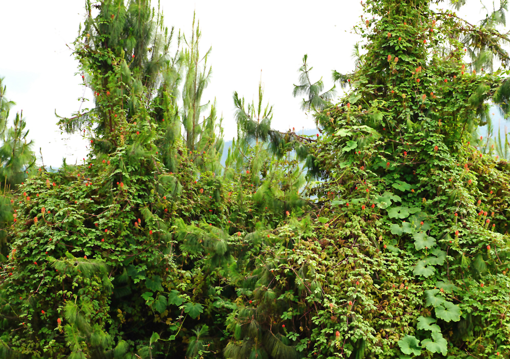 Large Tourrettia lappacea vine growing over vegatation