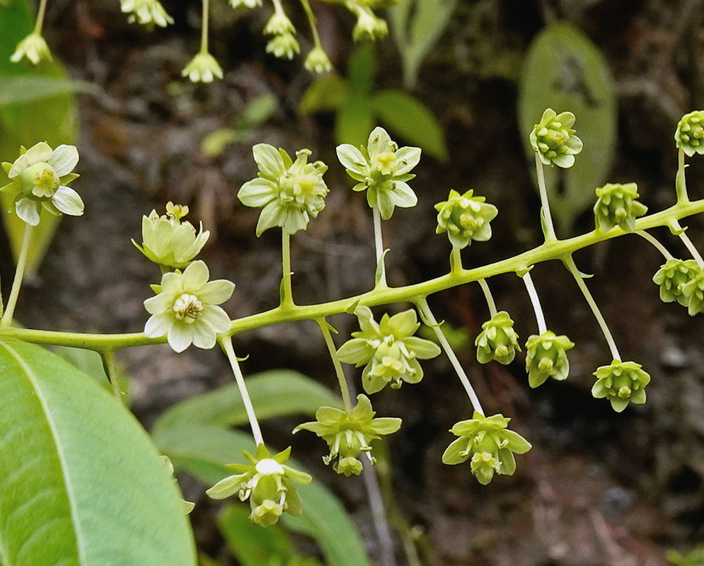 Tovaria pendula loose raceme of small greenish white flowers and rounded buds