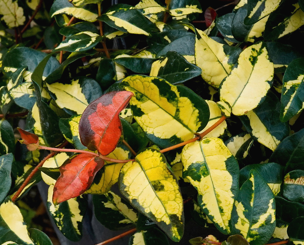 Trachelospermum asiaticum Sunset leaves patterned in green cream yellow orange and red