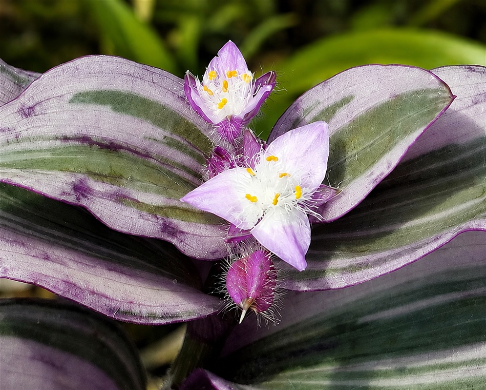 Tradescantia fluminensis white three-petaled flowers above broad silver and purple striped leaves
