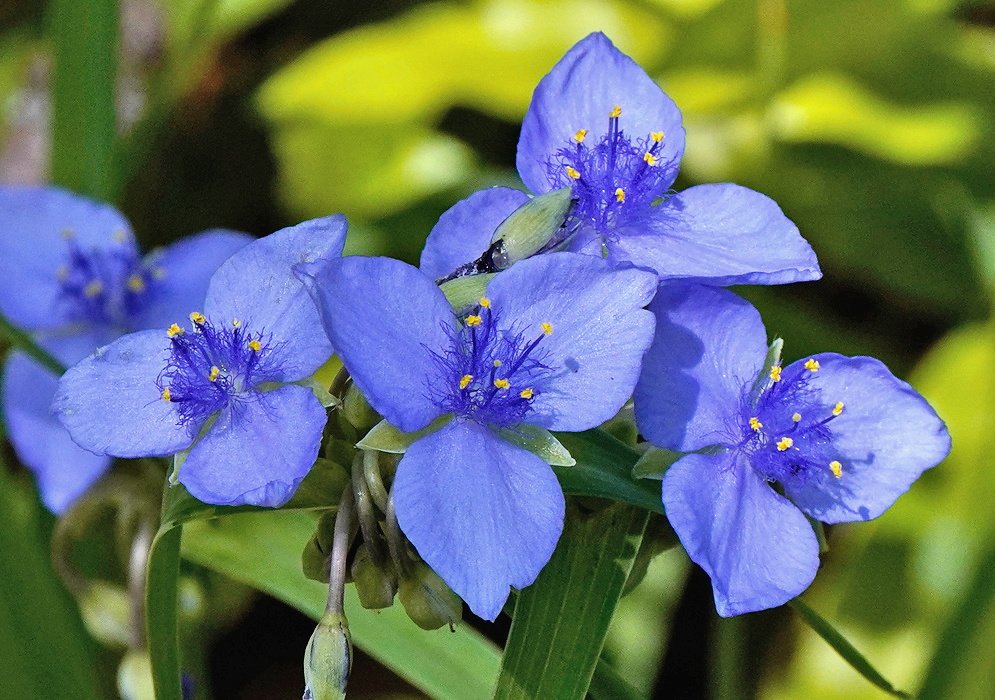 Tradescantia ohiensis cluster of vivid blue three-petaled flowers with yellow anthers