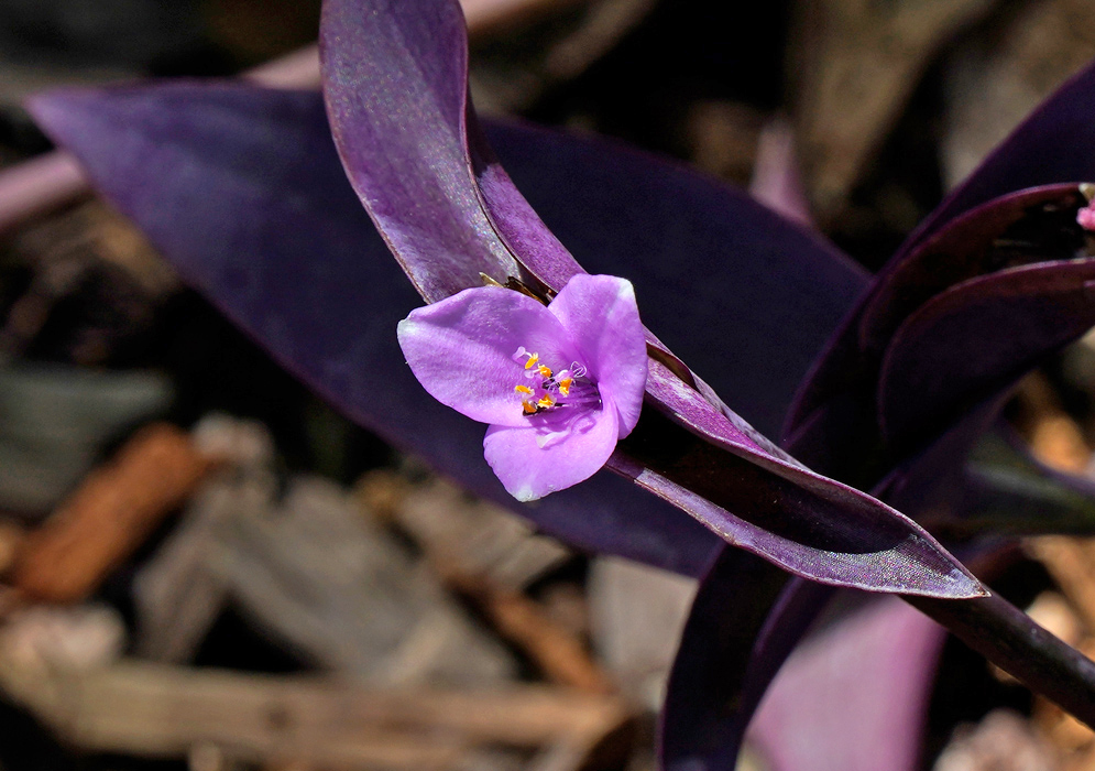 Small pink flower of Tradescantia pallida nestled between glossy purple leaves under direct sunlight
