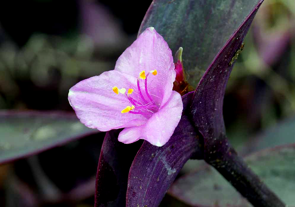A pink Tradescantia pallida flower with magenta filaments and yellow anthers