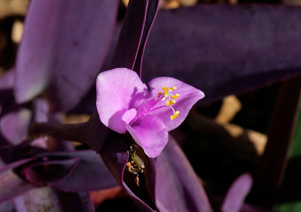 Single pink flower of Tradescantia pallida emerging from a dark purple stem, with six yellow-tipped stamens