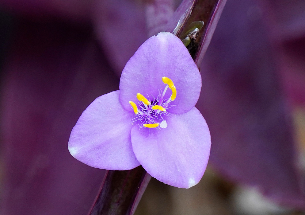 Close-up of a three-petaled purple flower of Tradescantia pallida with bright yellow stamens against a dark purple leaf background