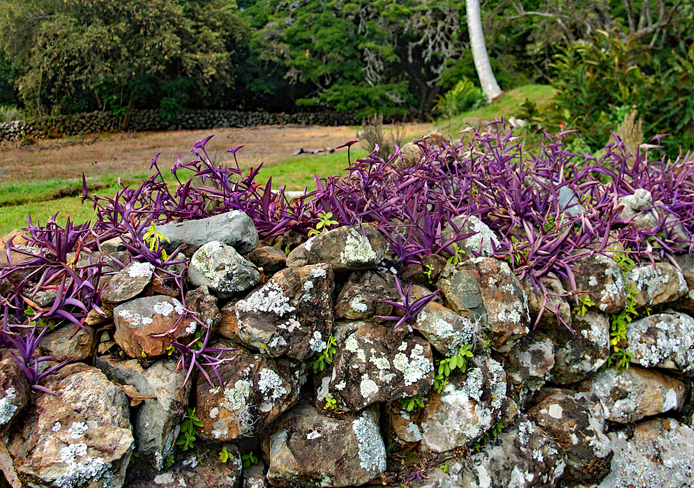 Tradescantia pallida plants growing growing on top of a rock wall