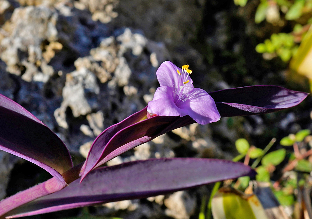 A pink flower of Tradescantia pallida blooming among elongated purple leaves in a rocky outdoor environment