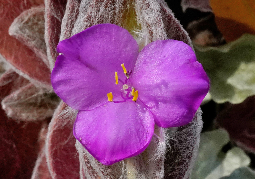 Tradescantia sillamontana Flower Bright pink flower of Tradescantia sillamontana with yellow-tipped stamens, blooming atop a fuzzy white stem and woolly leaves