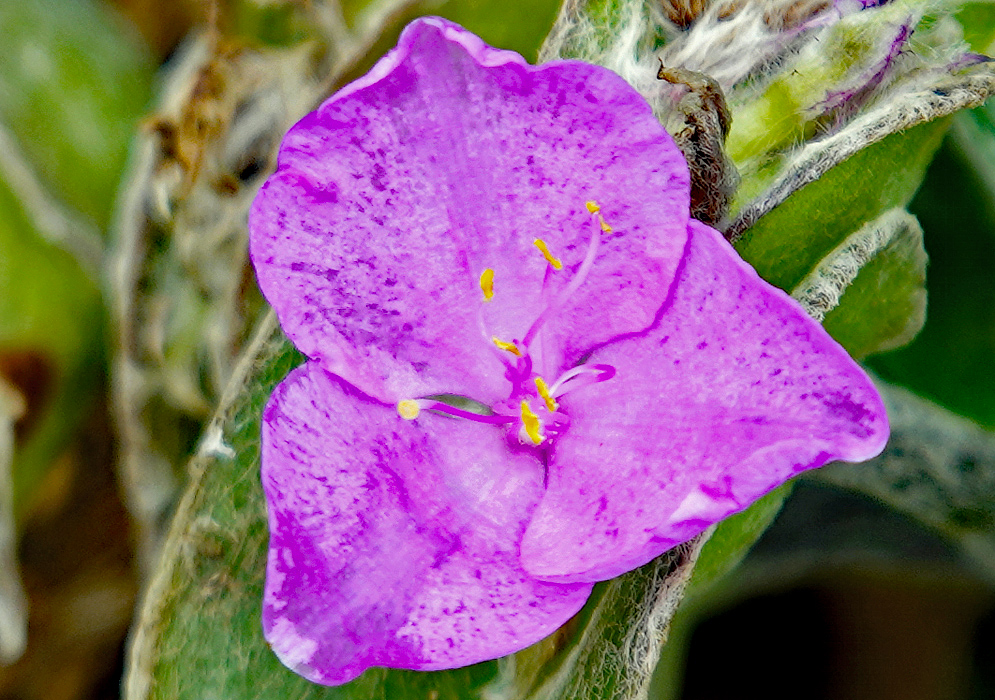 Tradescantia sillamontana purple flower with yellow anthers