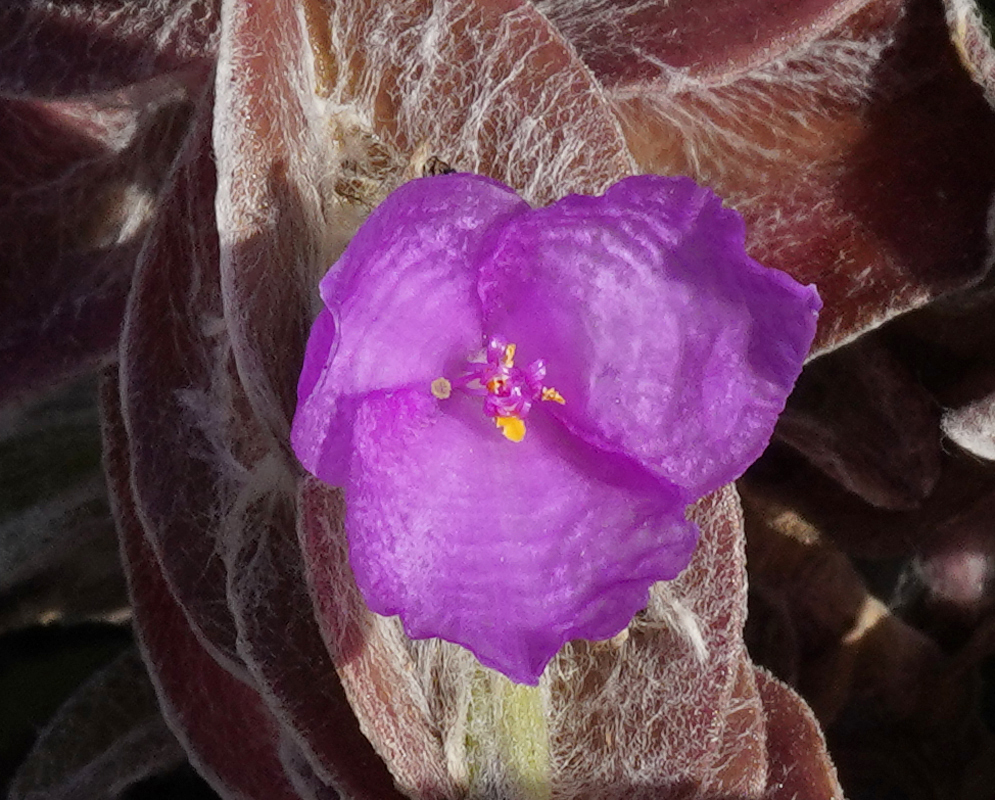 Tradescantia sillamontana purple-pink flower with yellow anthers