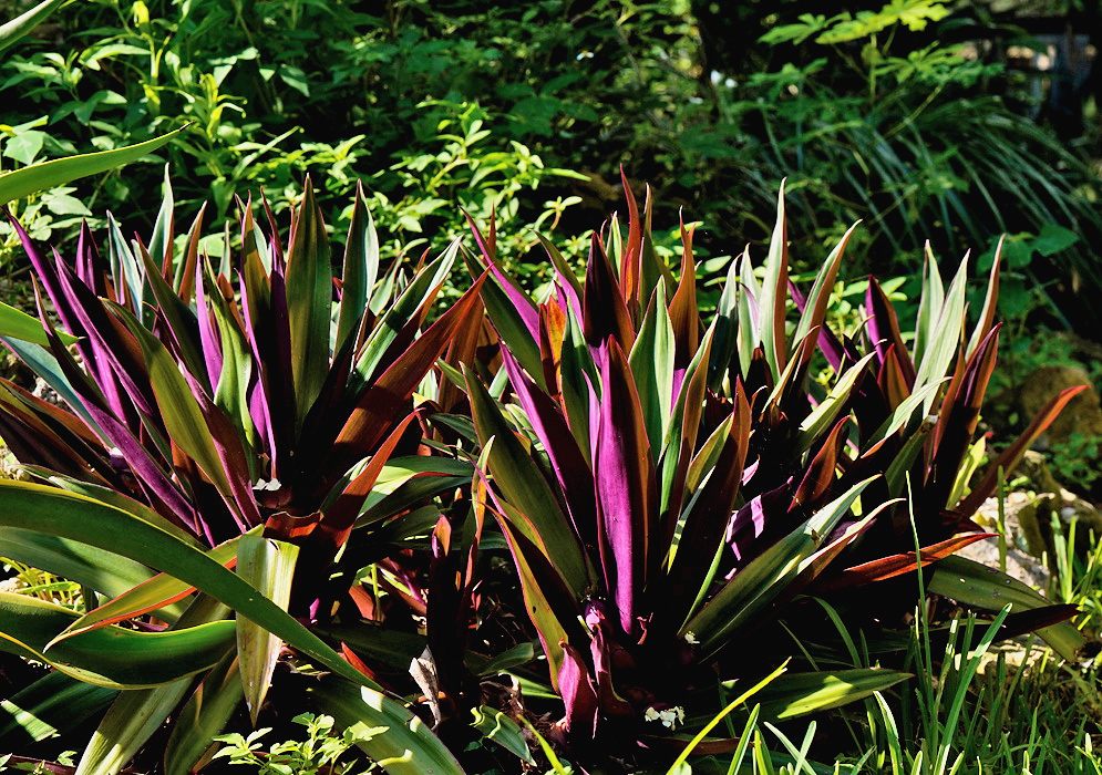Tradescantia spathacea dense rosettes displaying green leaves with vivid purple undersides