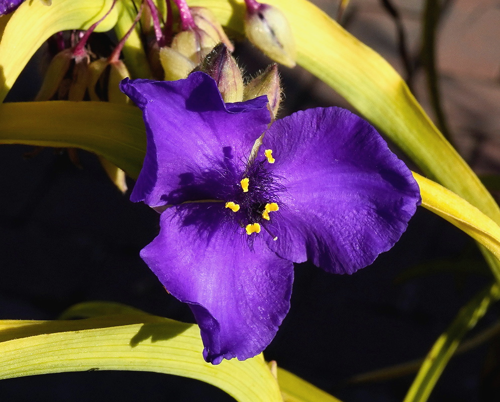 Tradescantia Sweet Kate deep violet three-petaled flower above narrow golden yellow leaves