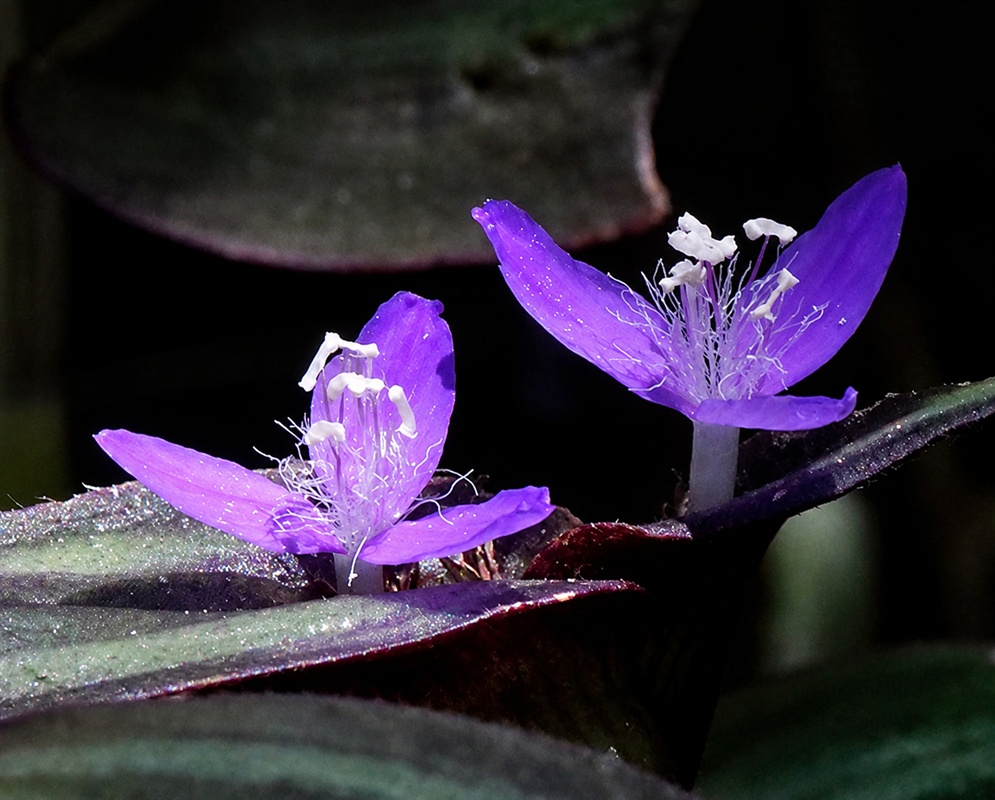 Tradescantia zebrina bright purple three-petaled flowers above silver-striped dark foliage