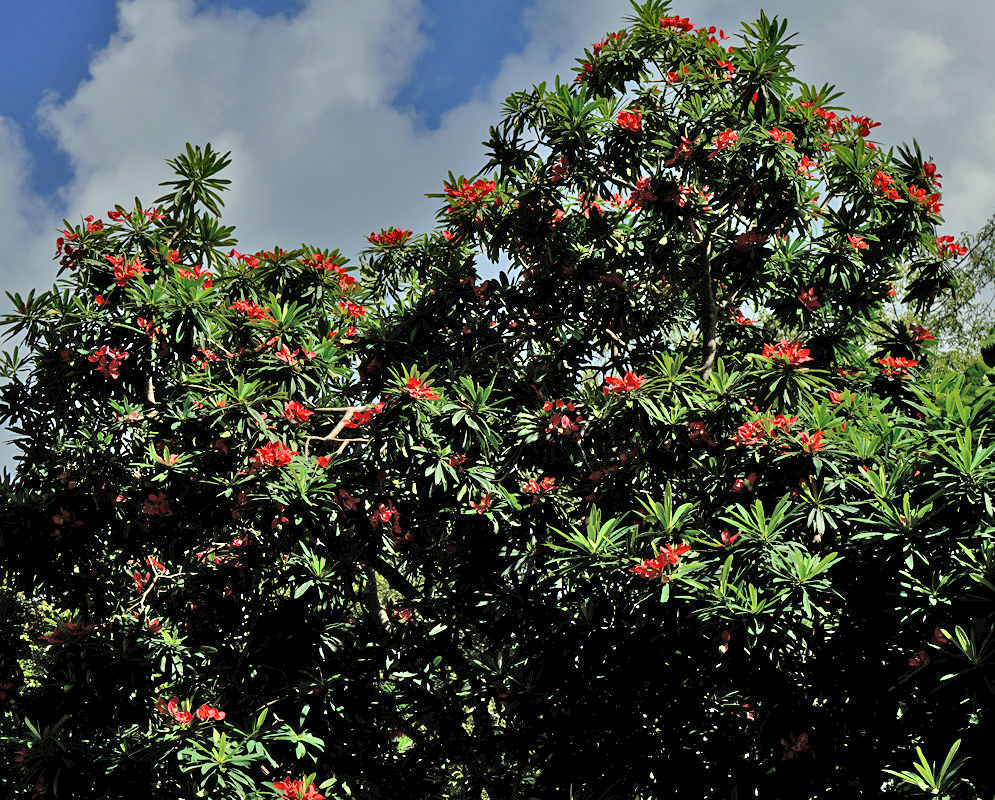 A lush Euphorbia punicea tree covered in bright red bracts and dense green foliage, standing tall against a backdrop of blue sky and clouds