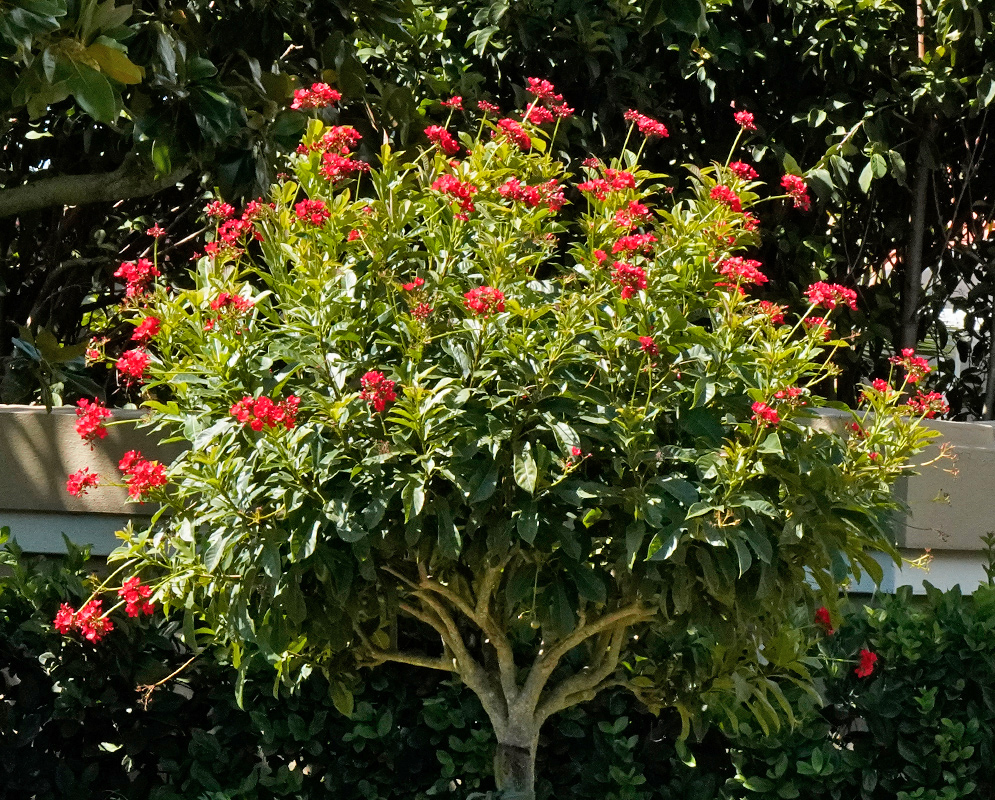 Full view of a small Jatropha integerrima tree with a rounded crown covered in clusters of red flowers and green foliage
