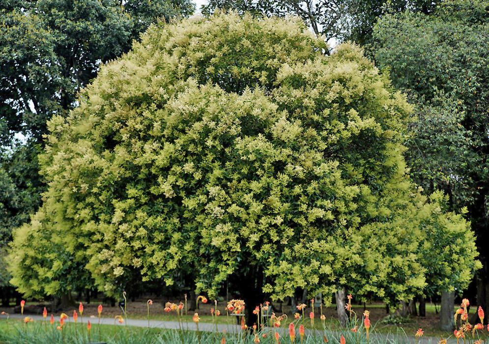 Ligustrum lucidum tree covered in yellow-white flowers and green flower buds