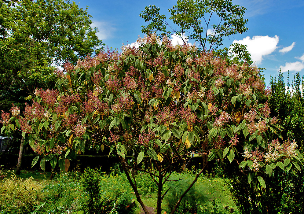 Small Miconia subseriata tree with pink, white and red inflorescence colors under blue sky