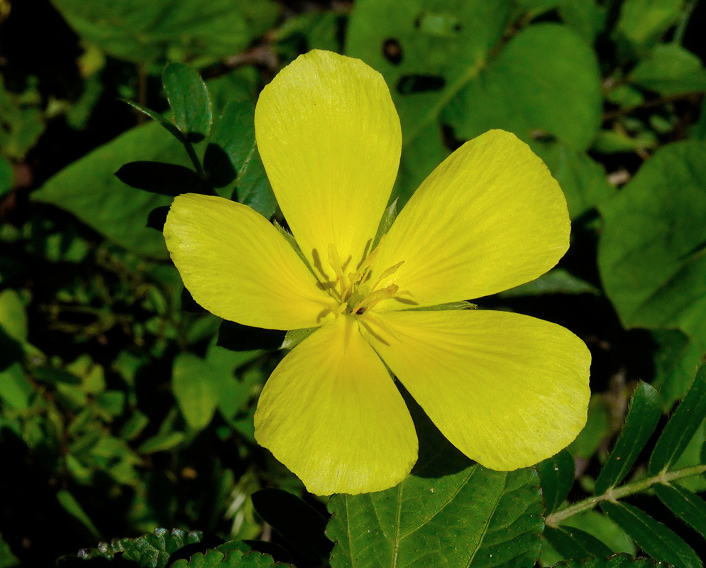 Tribulus cistoides open golden yellow five-petaled flower above pinnate green leaves