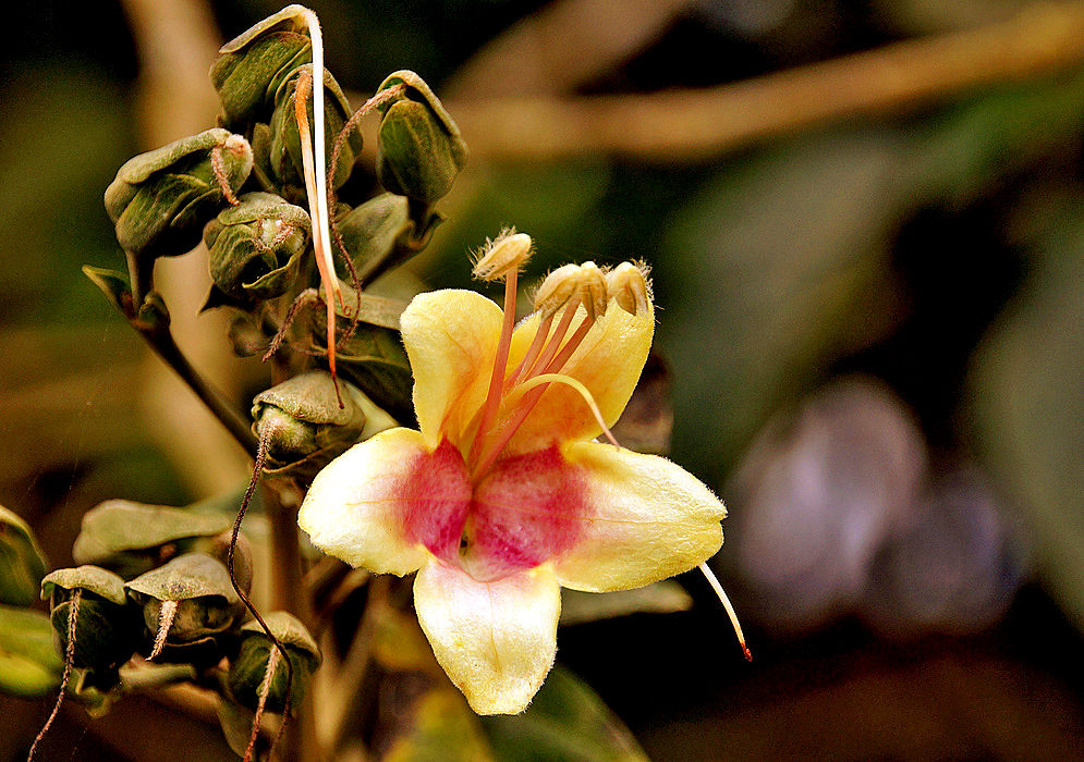 A yellow Trichanthera corymbosa flower with a pinkish-rose center