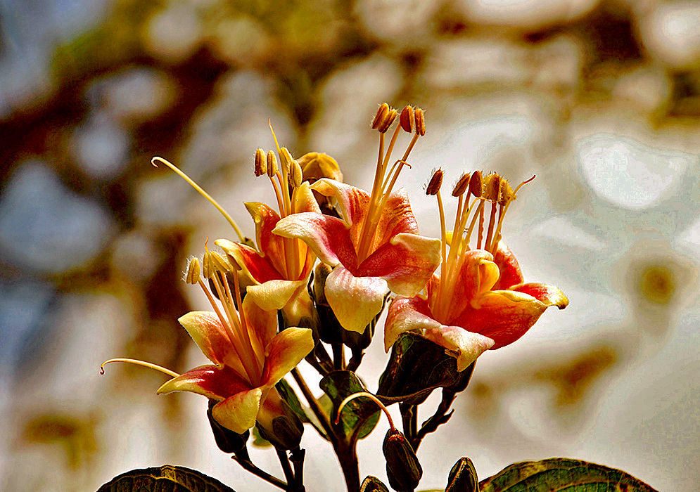 A Trichanthera corymbosa cluster of yellow and rose colored flowers in sunlight