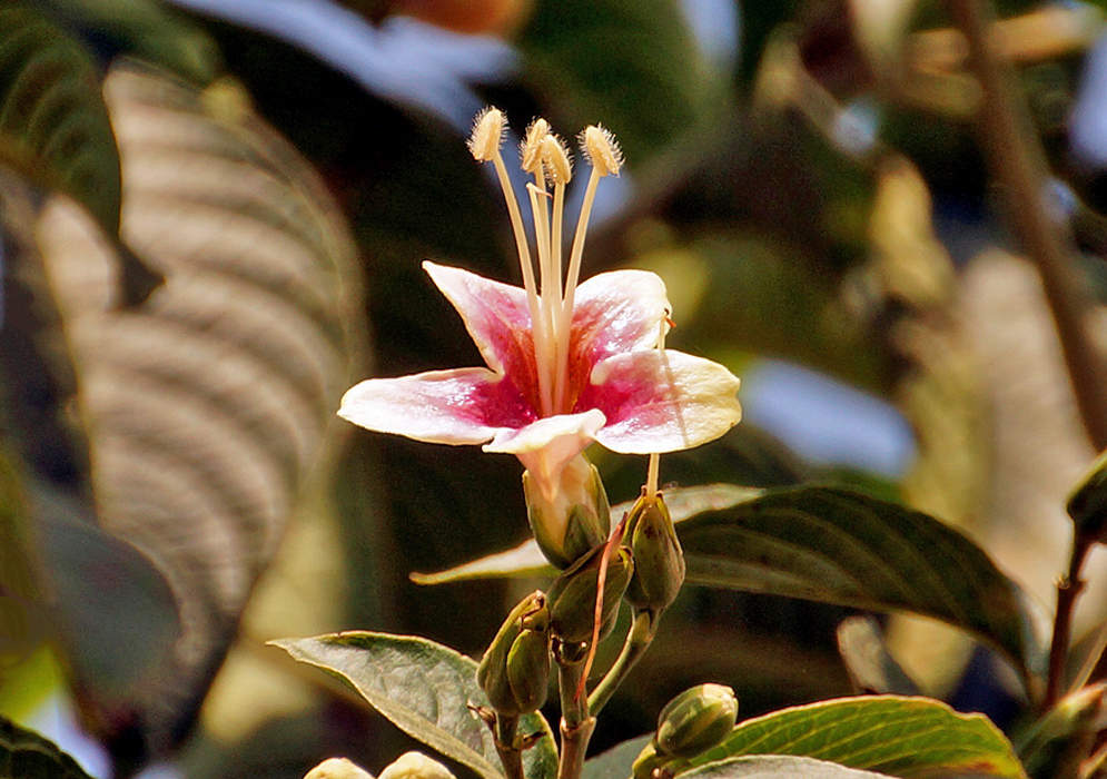 A Trichanthera corymbosa flower with a pinkish-rose center and cream stamens in sunlight