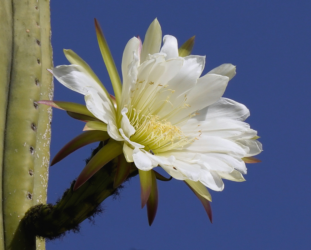 Echinopsis cuzcoensis large white flower opening from a ribbed blue-green columnar cactus stem