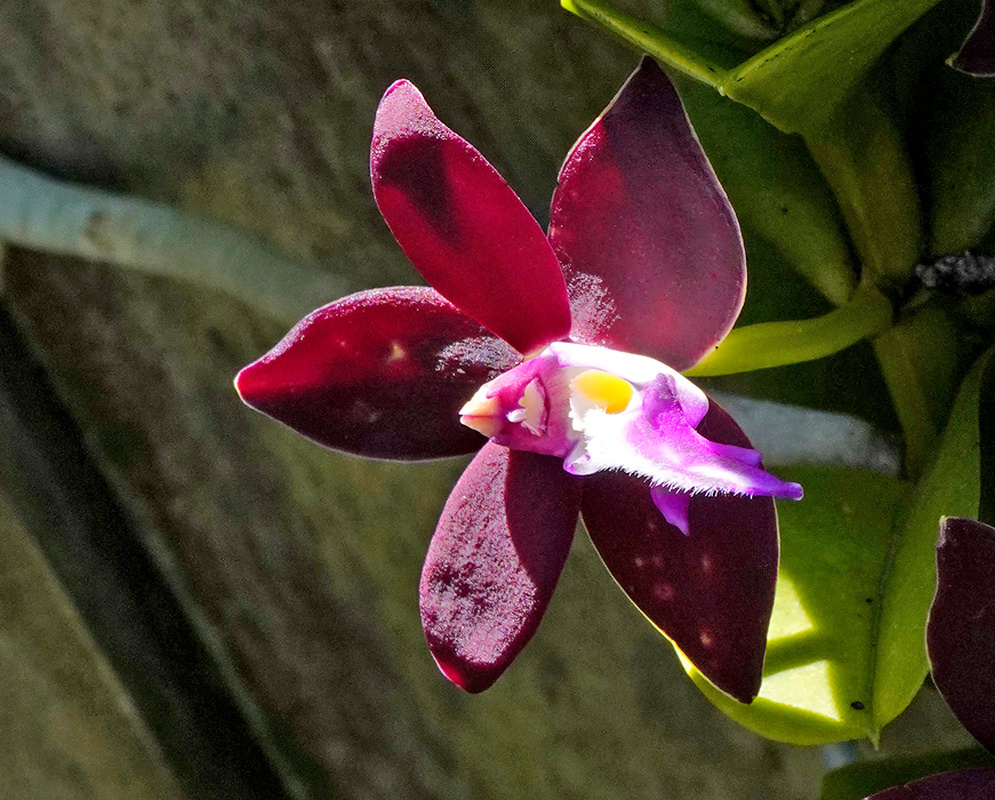 Trichoglottis atropurpurea dark wine-red orchid flower with a white magenta and yellow lip