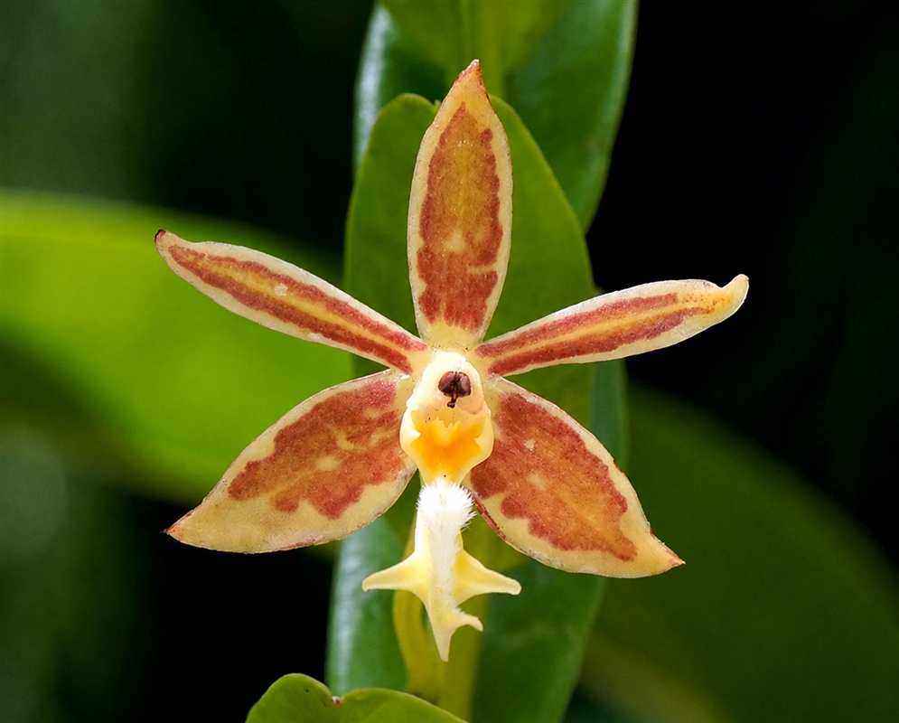 Trichoglottis philippinensis star-shaped cream orchid flower patterned with reddish brown markings