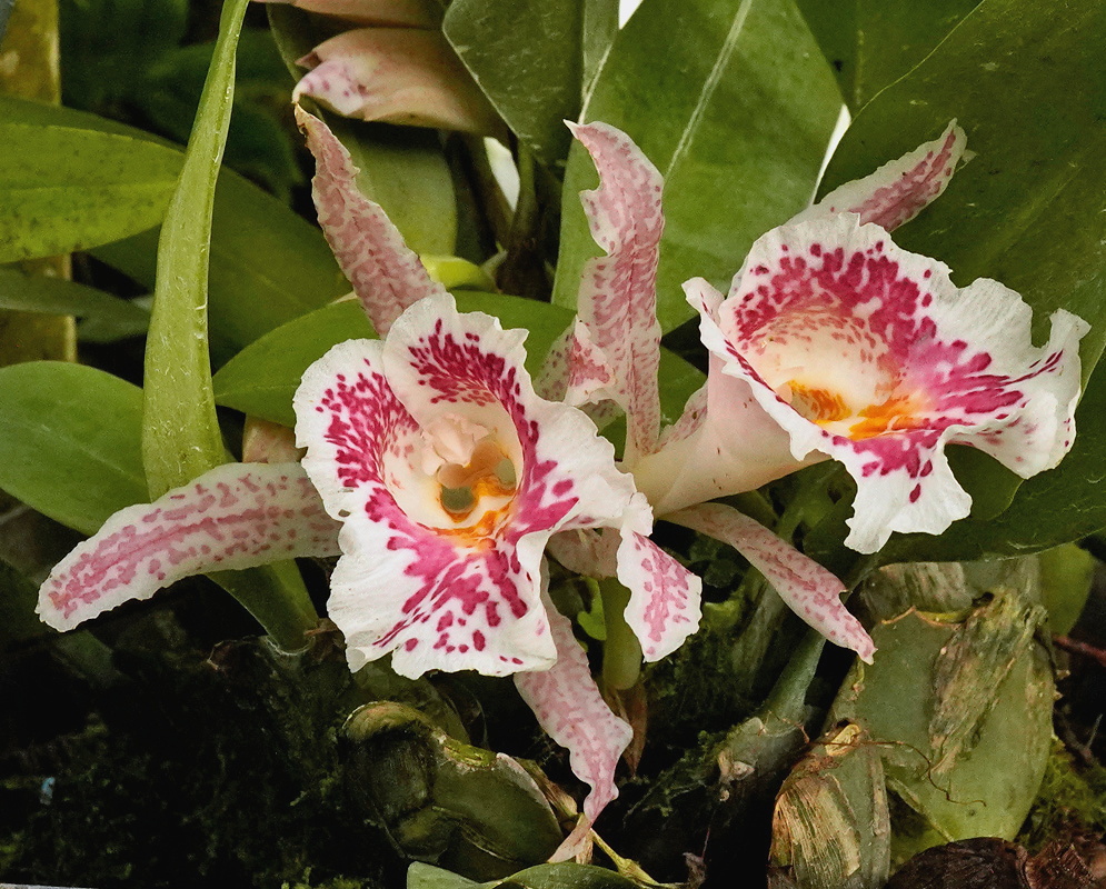 Trichopilia suavis pale orchid flowers with broad ruffled white lips densely spotted magenta