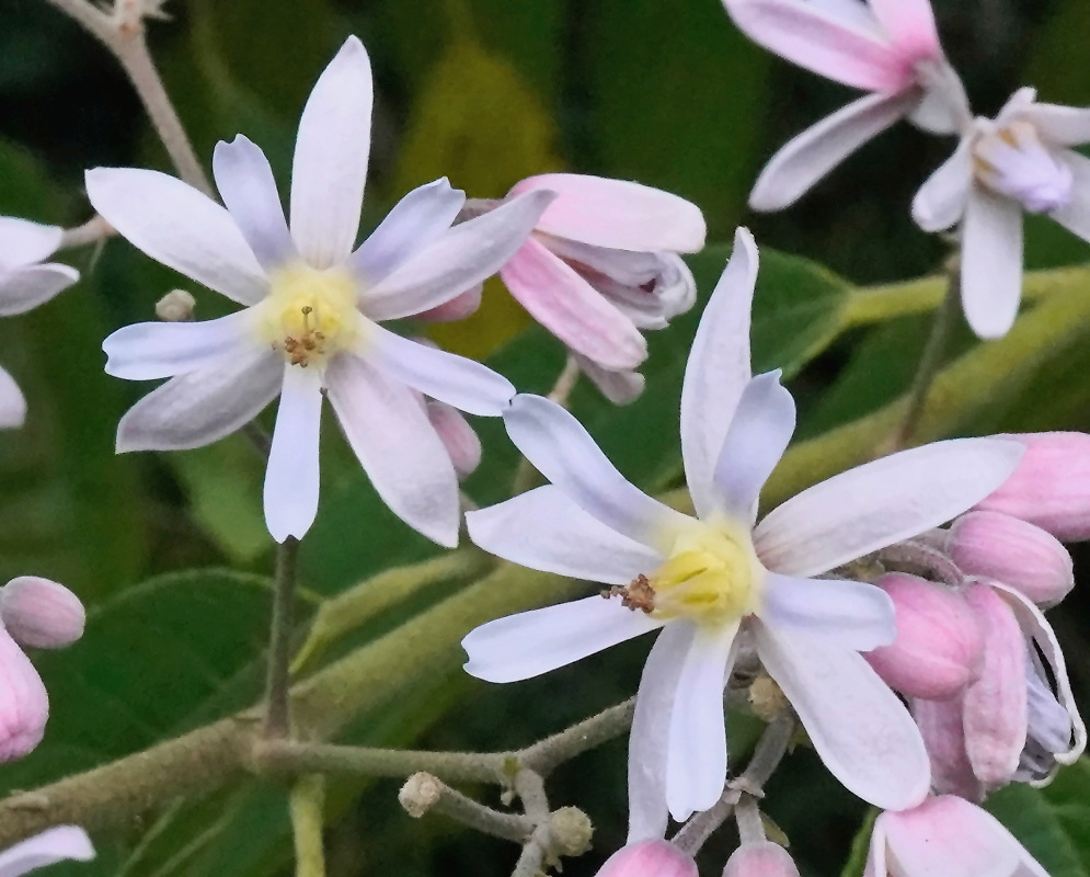Trichospermum galeottii flowers