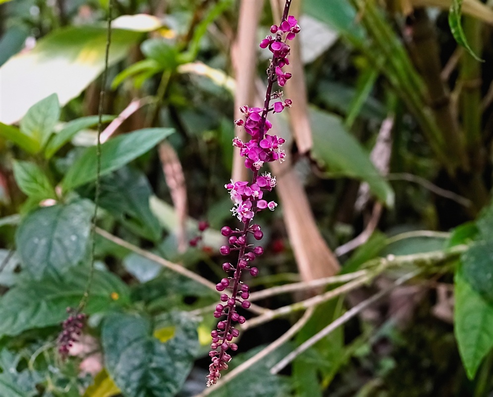 Trichostigma peruvianum long slender raceme densely lined with small dark magenta flowers