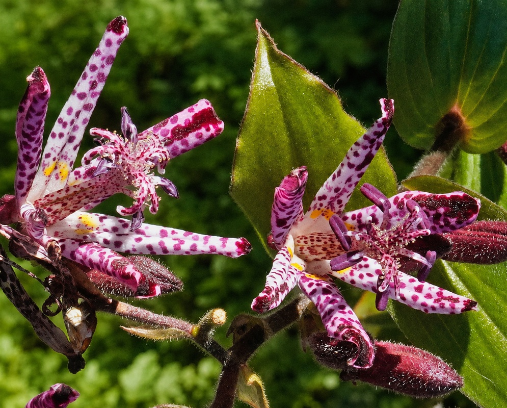 Tricyrtis hirta cluster of pale star-shaped flowers densely covered with purple spots