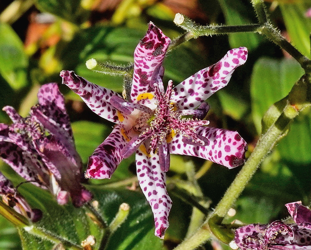 Tricyrtis Sinonome Open Flower Tricyrtis Sinonome star-shaped burgundy-spotted flower opening beside green leaves and hairy buds